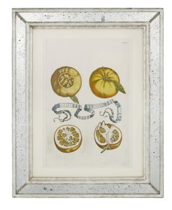 Pomarańcze, płyta 405 z „Hesperides or de Malorum Aureorum Cultura et Usu Libri quatuor” Giovanniego Battisty Ferrari, 1646