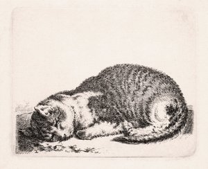 Śpiący kot, ok. 1607-81 autorstwa Cornelis Saftleven