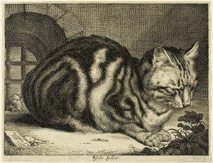 Duży kot autorstwa Cornelis Visscher