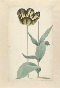 De tulp Bizard Catafalque Bizard Catafalque (tytuł na obiekcie)