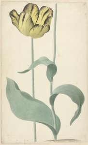 By tulp Bizard Louis d