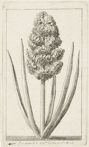 Hiacynt autorstwa Cornelis van Noorde