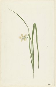 Irys autorstwa Cornelis van Noorde
