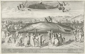 Kaszalot wyrzucony na brzeg w Egmond aan Zee, 1764 Cagelot lub Potwhale, długi około 60 stóp, na północ od Egmond op Zee Stranded żywcem 15 lutego 1764. 1 marca tam na aukcji Sprzedany za 810 Guldenów (tytuł na obiekcie)