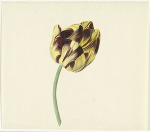 Tulp zwany Bizardem Papieżem Rzymskim