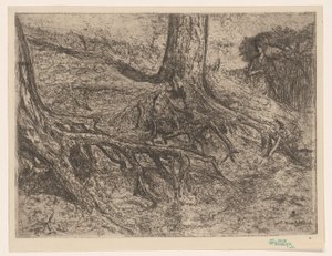 korzenie drzew autorstwa Cornelis van Steenwijk