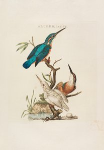 Ptaki holenderskie: według ich gospodarstwa domowego, Aert i cech charakterystycznych, 1770-1829. autorstwa Cornelius Nozeman