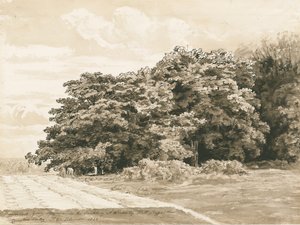 Wrottesley Hall - The Shrubbery: rysunek w sepii, 1820 autorstwa Cornelius Varley