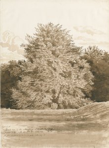 Wrottesley Hall - The Shrubbery: rysunek w sepii, 1820 autorstwa Cornelius Varley