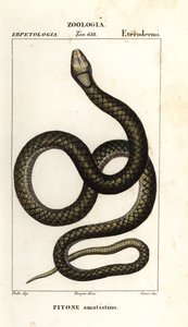 Pyton ametystynowy, Simalia amethistina autorstwa Corsi Corsi