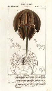 Krab podkowy atlantycki , Limulus polyphemus