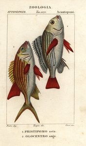 Pomada pasmowy, Pomadasys furcatus 1 i wiewiórka, Holocentrus ascension 2 autorstwa Corsi Corsi