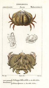 Krab pudełkowy i krab Aethra autorstwa Corsi Corsi