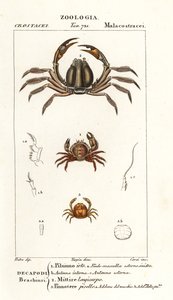 Krab najeżony, Pilumnus hirtellus 1, jasnoniebieski krab żołnierz, Mictyris longicarpus 2, krab grochowy, Pinnotheres pisum 3 autorstwa Corsi Corsi