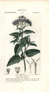 Mgiełka motylkowa, Ageratum corymbosum autorstwa Corsi Corsi