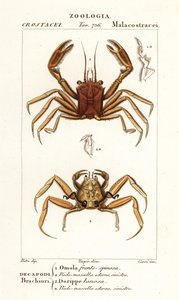 Krab nosiciel i krab dorrid autorstwa Corsi Corsi