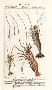 Krewetka pospolita, Crangon crangon 1, krewetka różowa, Pandalus montagui 2 i Aegaeon cataphractus 3 autorstwa Corsi Corsi