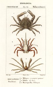 Krab czepiający się koralowców, krab strzałkowaty i krab pająk Leacha autorstwa Corsi Corsi