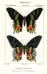 Chrysiridia croesus, Chrysiridia croesus autorstwa Corsi Corsi