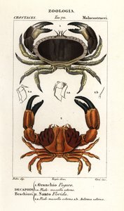 Krab jadalny i krab bruzdowany