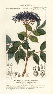 Bez czarny europejski, Sambucus nigra, bez czarny lub pospolity autorstwa Corsi Corsi