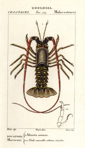 Europejski homar , Palinurus elephas autorstwa Corsi Corsi