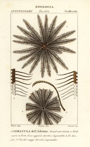Liliowiec gwiazdowy, Oligometrides adeonae, Comatula adeonae, Comatula dellAdeona autorstwa Corsi Corsi