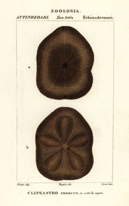 Płaskie ciastko morskie, Clypeaster rosaceus autorstwa Corsi Corsi