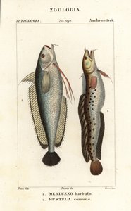 Widłobrody, Phycis phycis 1 i pięciobrody motłoch, Ciliata mustela autorstwa Corsi Corsi