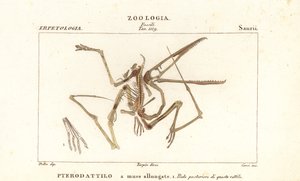 Skamieniały szkielet wymarłego pterodaktyla, Pterodactylus antiquus