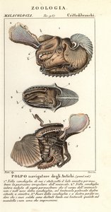 Większa ośmiornica Argonauta , Argonauta argo