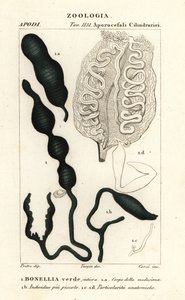 Zielona Spoonworm , Bonellia viridis autorstwa Corsi Corsi