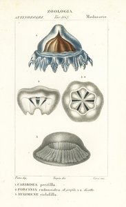 Meduza hełmowa, Periphylla periphylla 1, Phorcynia cudonoidea 2 i Eulimene ciclophylla 3