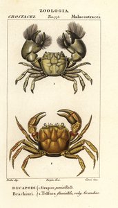 Hemigrapsus penicillatus i Potamon fluviatile autorstwa Corsi Corsi