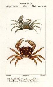 Rogaty krab duch i krab zombie autorstwa Corsi Corsi