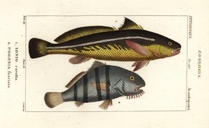 Konował karut, Johnius carutta, Ionio carutta 1 i czarny bęben, Pogonias cromis, Pogonias fasciatus, Pogonia fasciato 2 autorstwa Corsi Corsi