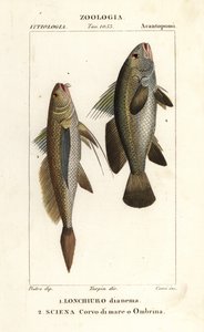Konował długoogonowy, Lonchurus lanceolatus 1 i skąpy, krakacz, bas kamienny, cień rybi, Argyrosomus regius 2 autorstwa Corsi Corsi