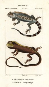 Jaszczurka Lyreshead , Lyriocephalus scutatus 1 i jaszczurka nurkująca lub legwan mophead , Uranoscodon superciliosus 2 autorstwa Corsi Corsi