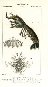 Krewetka Modliszka , Gonodactylus chiragra autorstwa Corsi Corsi