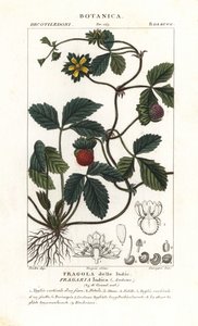 Mock truskawka, Potentilla indica autorstwa Corsi Corsi