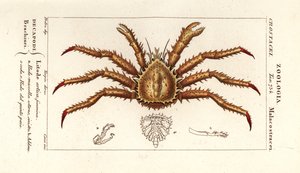 Krab królewski , Lithodes maja autorstwa Corsi Corsi