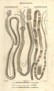 Pasożytnicze robaki i tasiemce, Bothriocephalus coronatus 1, Bothriocephalus corolla 2 i tasiemiec szczupak, Triaenophorus nodulosus 3 autorstwa Corsi Corsi