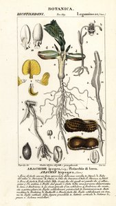 Orzeszki ziemne lub ziemne, Arachis hypogaea autorstwa Corsi Corsi