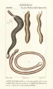 Robaki orzechowe, Sipunculus nudus 1, Siphonosoma Cumanense 4 itd. autorstwa Corsi Corsi