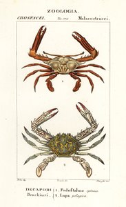 Krab peryskopowy i krab kwiatowy autorstwa Corsi Corsi