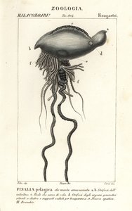 Portugalczyk wojenny, Physalia physalis autorstwa Corsi Corsi