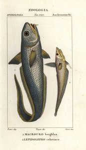 buławik siwy lub buławik cebulkowy, Macrourus berglax 1 i buławik pustynny, Coelorhynchus caelorhincus (Lepidoleprus coelorhinchus) 2