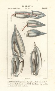 Syfonofory, Diphyes dispar, Diphyes boryi, Difie del Bory autorstwa Corsi Corsi