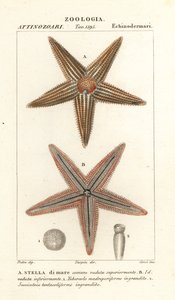 Rozgwiazda lub gwiazda morska, Asterias rubens autorstwa Corsi Corsi