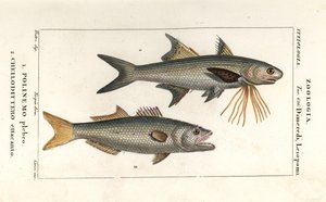Płetwy pasiaste i bluefish autorstwa Corsi Corsi